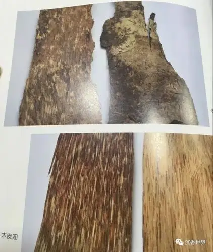 壳沉(壳仔,树丁,树耳朵,斗笠):沉香树树枝断落后