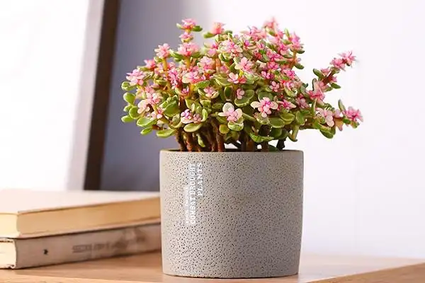 金枝玉叶施什么肥长的快 需要注意什么_植物博士