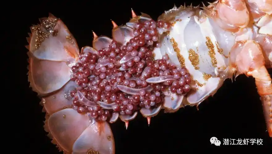 1,保持水位稳定   大部分小龙虾的洞穴都分布在正常水位线上30