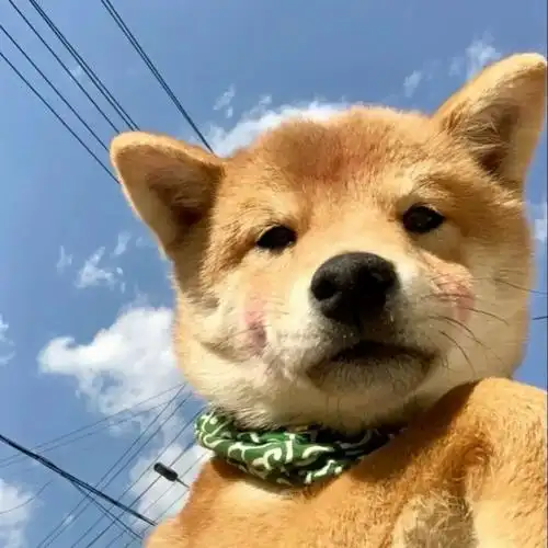 有没有类似于这种的沙雕动物头像