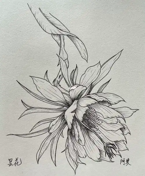 针管笔临摹30~~昙花