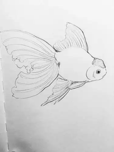 金鱼白描线稿资料,尽管拿走_内容