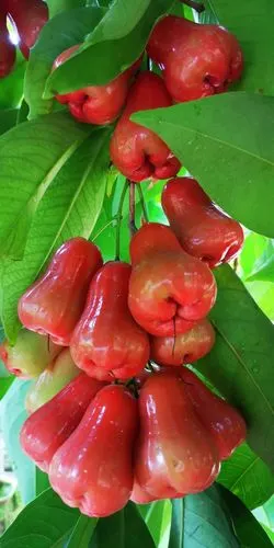 海南岛的热带水果