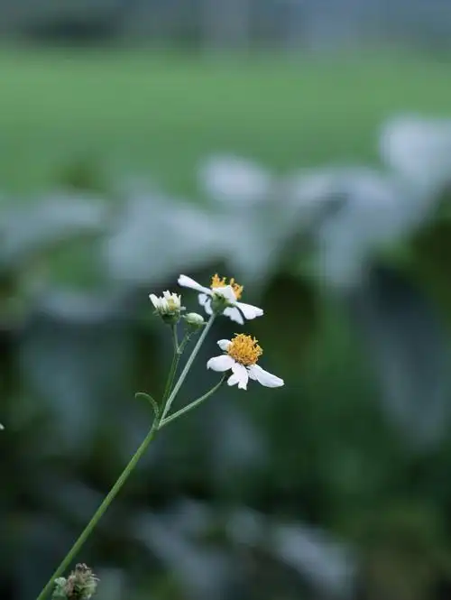 其实美的不是风景而是人的心境平淡而又充满烟火气