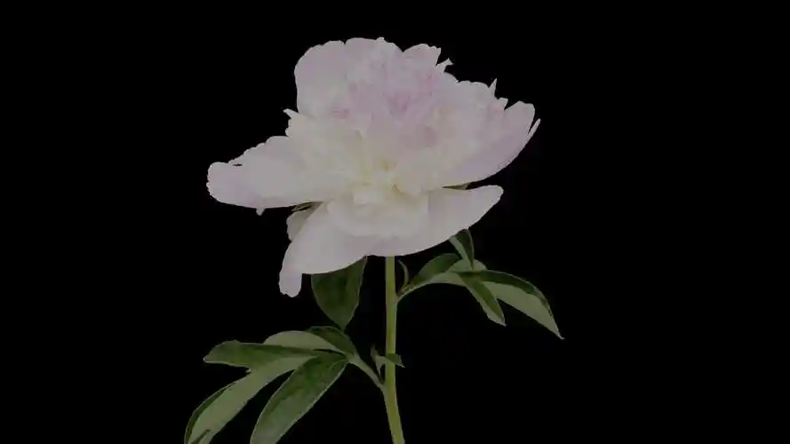 难以置信的细节16khdr60fps杜比视觉