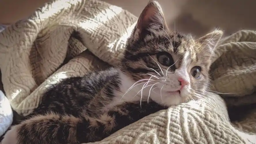 萌萌的小猫咪图片67