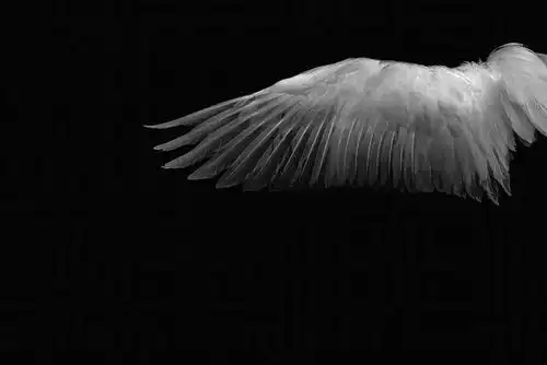 xt95639现代简约翅膀黑色背景墙