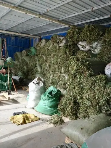 图2:陇南武都区一商家刚收购的淫羊藿新货