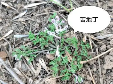 荠菜_食用_功效