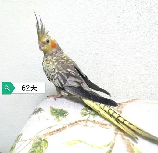 玄凤鹦鹉#珍珠公#腮红鸡#期待换羽后的变身