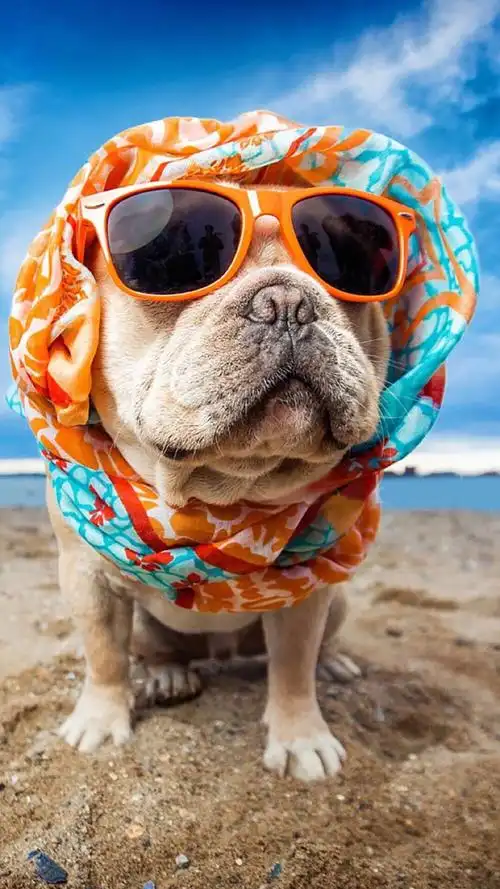 微博壁纸集萌萌宠物系列手机壁纸