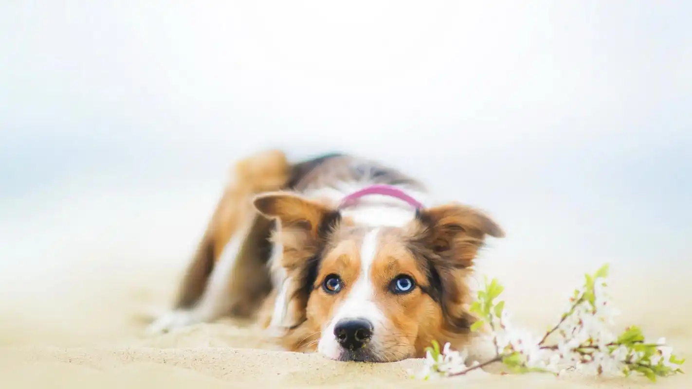 卖萌狗狗治愈壁纸_快来瞧这些可爱狗狗