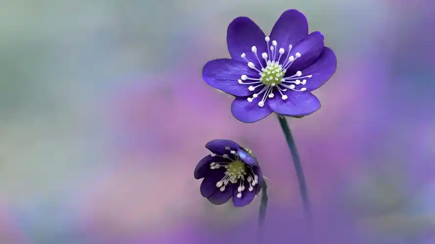 唯美花朵摄影高清宽屏桌面壁纸