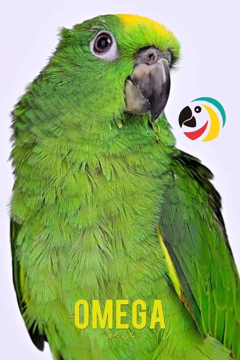 亚马逊小黄帽.高清亚马逊#适合全国各地饲养 #带标识合法鹦鹉 - 抖音