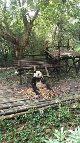 成都大熊猫繁育研究基地,近距离感受把人萌化的圆滚滚!