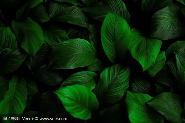 绿叶质地,深绿色叶自然背景,热带叶