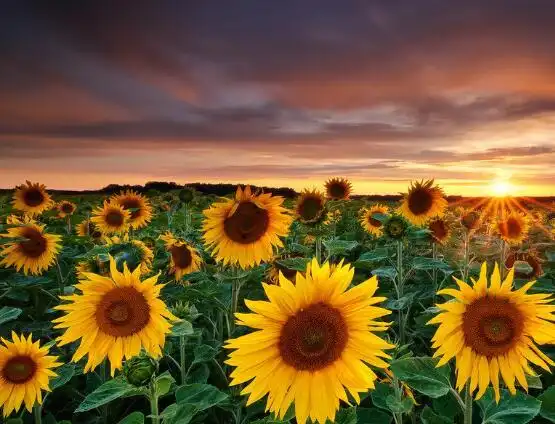 1,向日葵寓意着积极向上,朝气蓬勃.