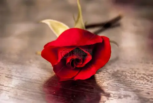 粉玫瑰初恋求爱爱心与特别的关怀 永远的爱 黑玫瑰蓝色妖姬花语高贵