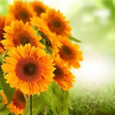 顺风顺水微信招财头像这些头像必能带来好运