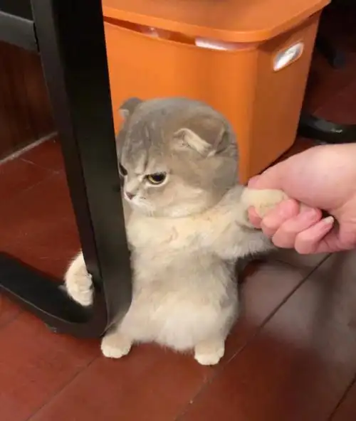 我和我最后的倔强