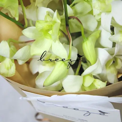 breeze鲜花石斛兰小花