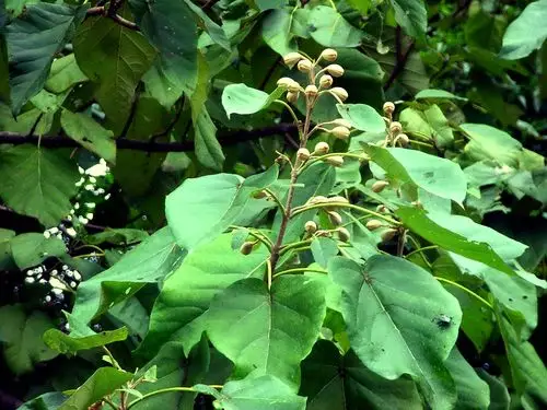 【白花泡桐】泡桐科,泡桐属 - 简书