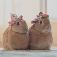 萌萌哒的小白兔头像图片_微信头像图片大全