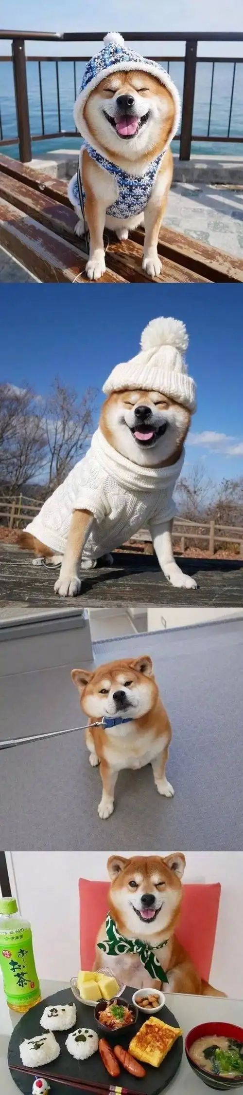 柴犬的治愈系微笑!