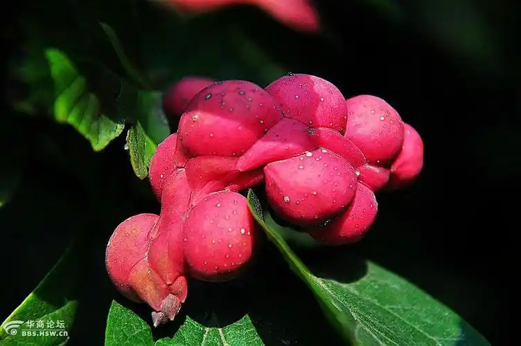 金秋玉兰花奇异果实累累