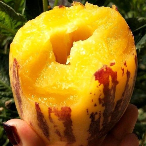 黄肉人参果水果低糖老人孕妇糖尿病人水果长果甘肃非云南人生果整箱装