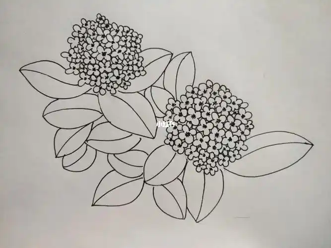 终于下定决心临摹绣球花,最终结果还不赖,继续加油吧#画画的日常