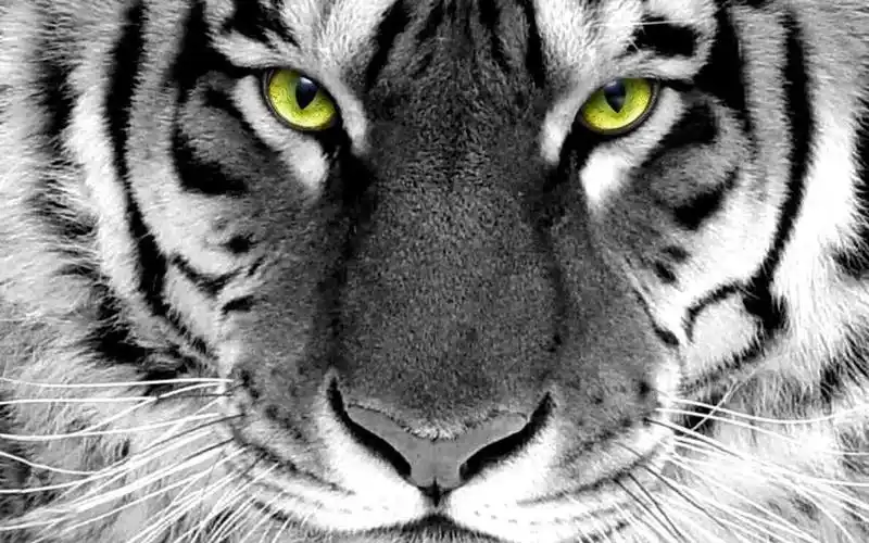 老虎-可爱的动物壁纸