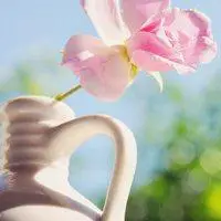 微信淡雅朴实花草头像【点击鼠标右键下载】