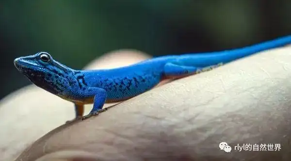 电蓝守宫(electric blue gecko)超级饲养指南!