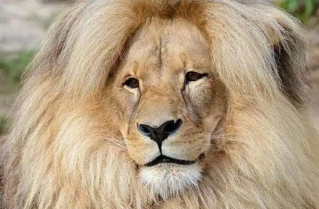 这才叫金毛狮王,这发型没有之一只有唯一