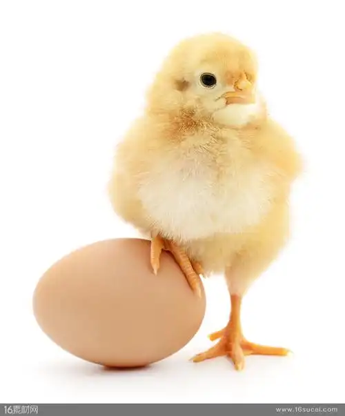 小鸡鸡爪踩在鸡蛋上的高清摄影图片