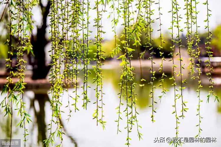 杨柳图片(垂柳) - 赤虎壹号
