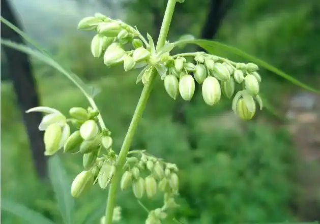3,火麻菜火麻是雌雄异株的古老植物,《易经》里称为"天木".