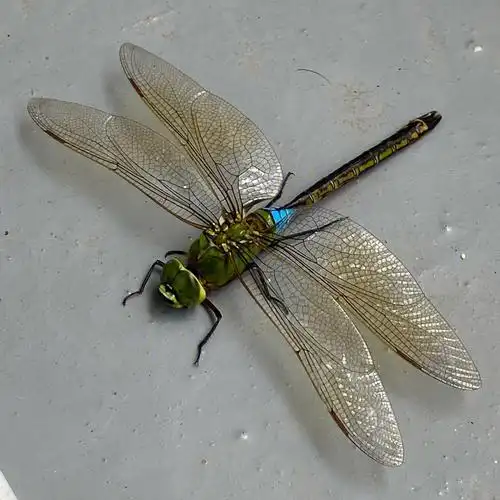 估计寿命也快了吧,飞不太动的样子.