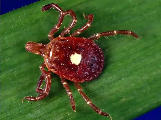 蜱虫是什么,可致命:夏季出游当心此虫(蜱虫是什么样的毒虫)