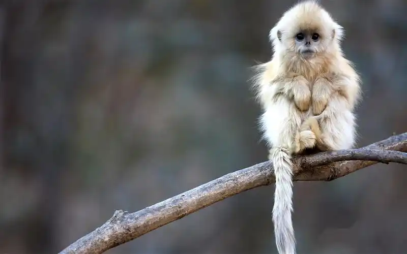 精选动物主题桌面壁纸高清摄影图片大全(二),美桌网站为您提供最全最