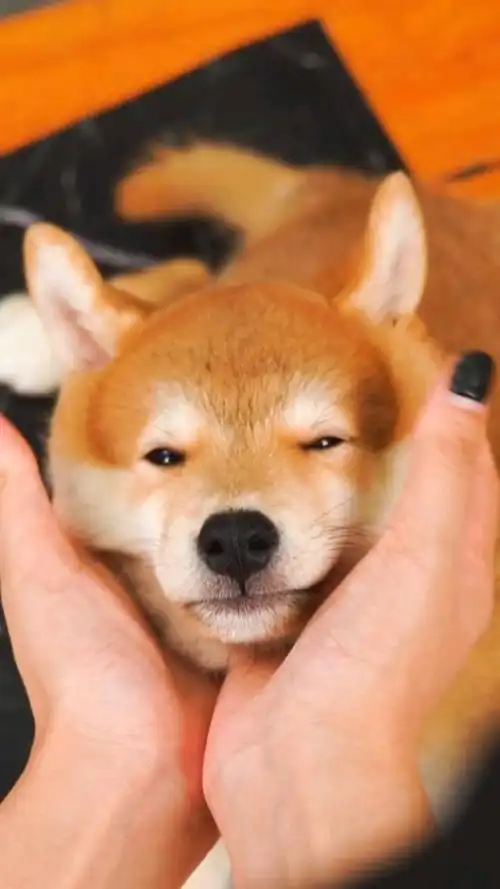 640_1138竖版 竖屏