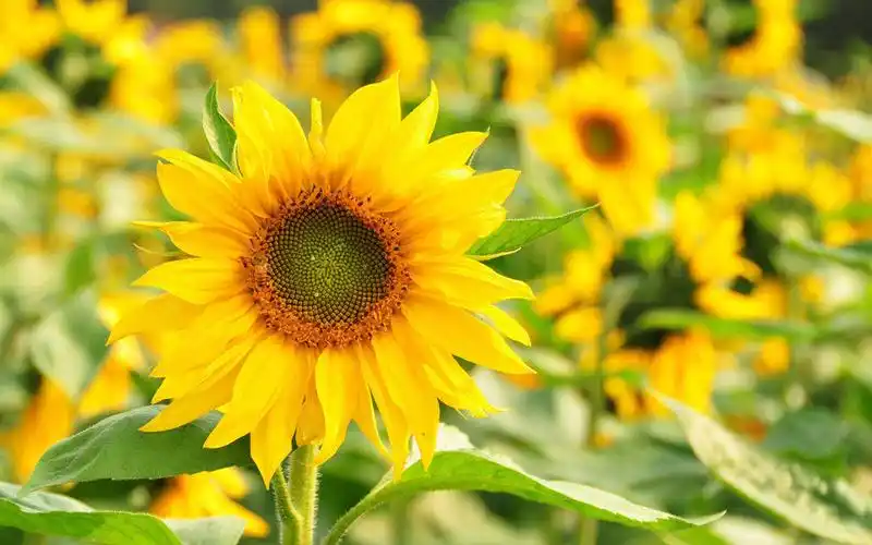 清新好看的向日葵图片桌面壁纸