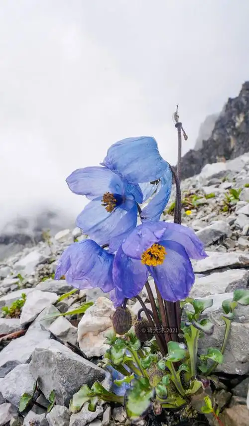 千姿百态万紫千红的绿绒蒿美丽一生只绽放一次