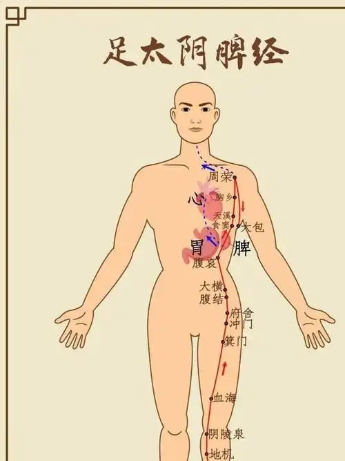 大包穴属足太阴脾经,具有统血养经,宽胸止痛的功效.