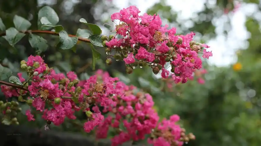 最漂亮的紫薇花图片