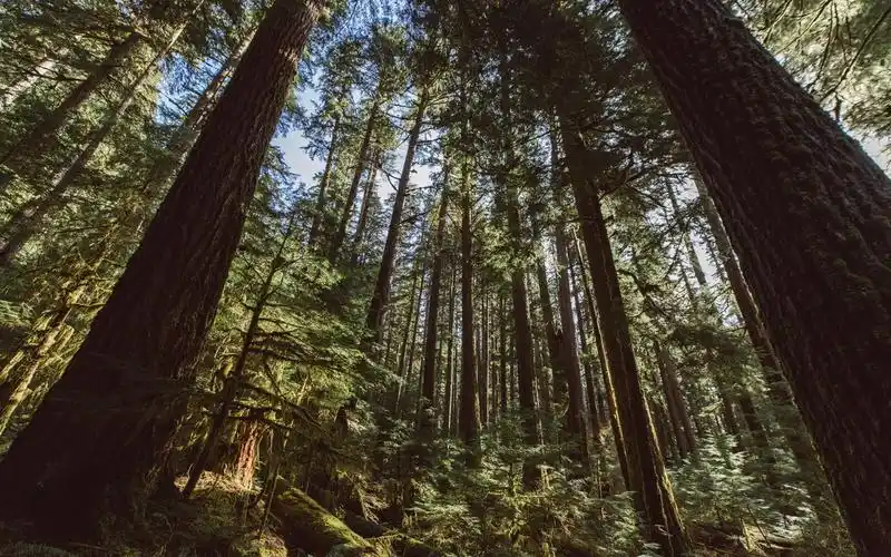 树木,森林,丛林