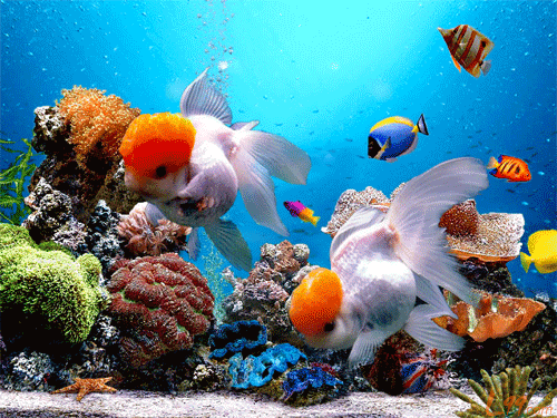 500_375gif 动态图 动图