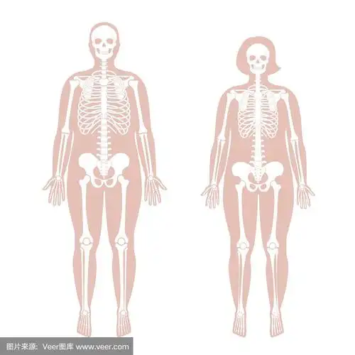 女人和男人的骨骼解剖学