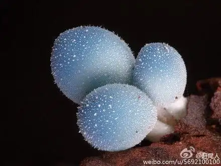 这是一个比较近才发现的物种,归在勒氏菌属(leratiomyces )中